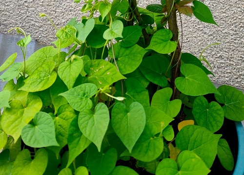 爬藤牵牛花一盆种几颗合适