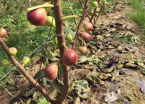 无花果树是喜阳还是喜阴