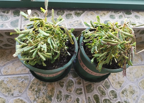 班级适合养什么花卉植物