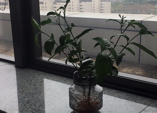 深圳适合养什么花卉植物