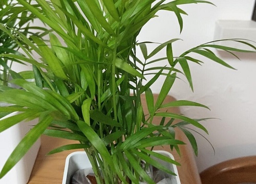 学生教室里适合养什么花卉植物