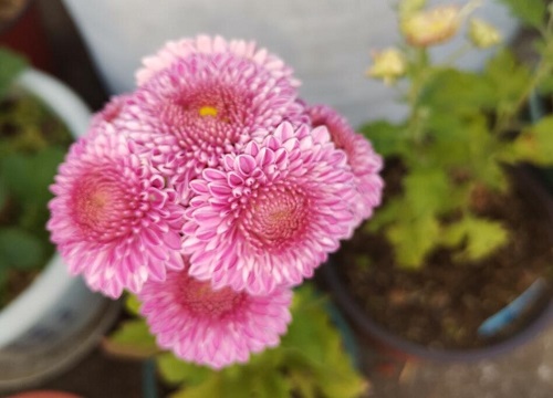 露天水池适合养什么花