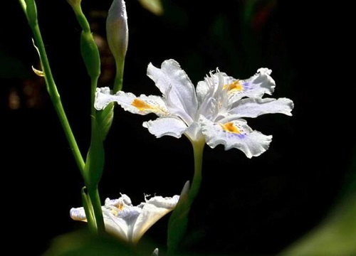 鸢尾花什么时候分株 分株移植时间与方法