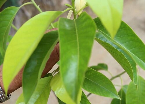 白兰花冬天可以剪枝吗