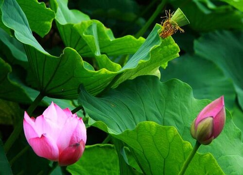 菜莲怎么养才能开花多