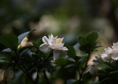 多菌灵可以浇栀子花吗