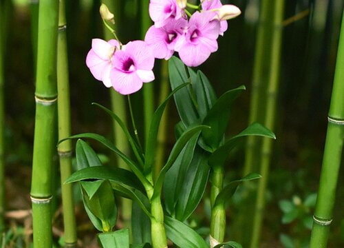 多菌灵可以浇石斛吗