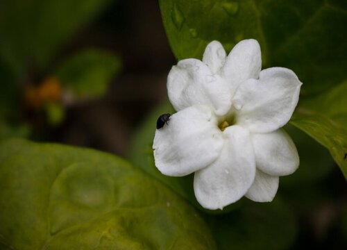 多菌灵可以浇茉莉花吗