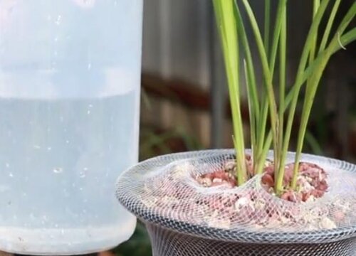 自来水可以浇兰花吗