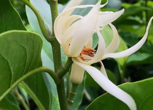 阿司匹林可以浇白兰花吗