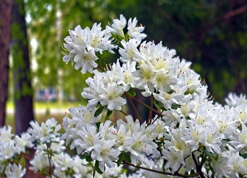 白醋可以浇杜鹃花吗