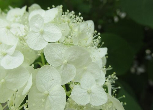 绣球花可以用茶水浇吗