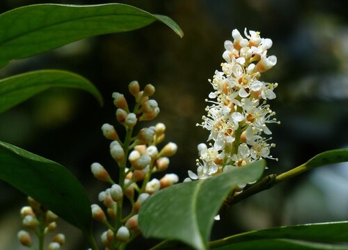 桂花树可以用茶水浇吗