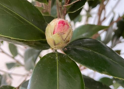 茶花能浇硫酸亚铁吗