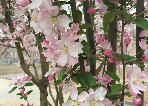 蟠桃开花温度多少度