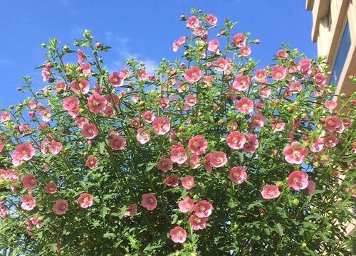 木槿花期养护方法