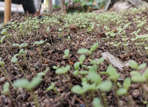 菊花菜什么时候播种最好