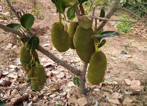 菠萝蜜盆栽几年结果