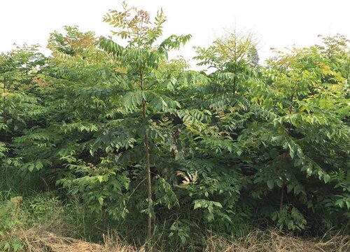 栾树种子种多深合适