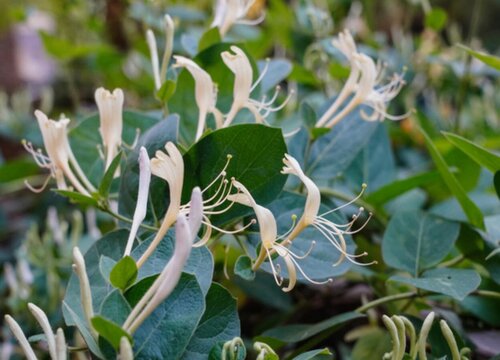 金银花浇水时间和正确方法