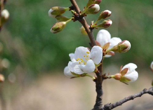 李子树是自花授粉吗