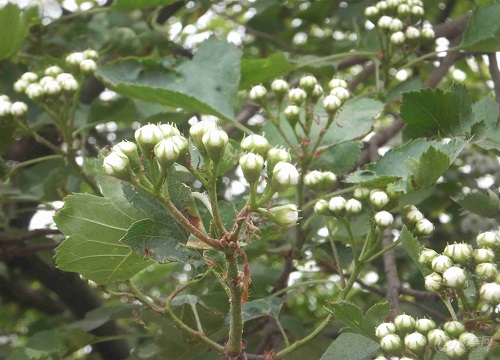 山楂是自花授粉吗