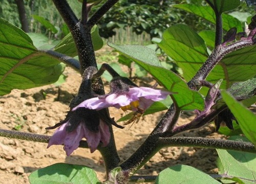 茄子是自花授粉吗