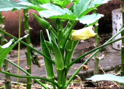 秋葵种植时间与生长周期