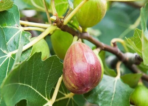 无花果种植时间与生长周期