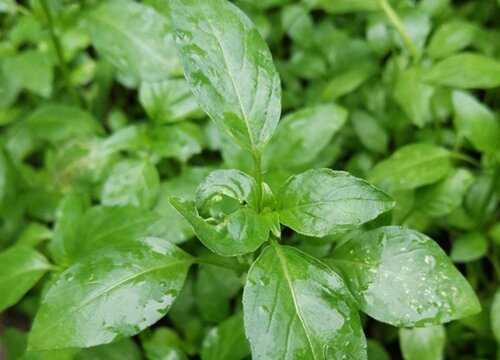 芥菜种植时间与生长周期