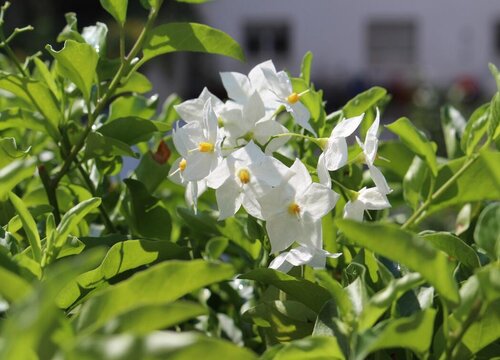 茉莉花种植时间与生长周期