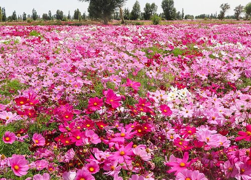 格桑花种植时间与生长周期