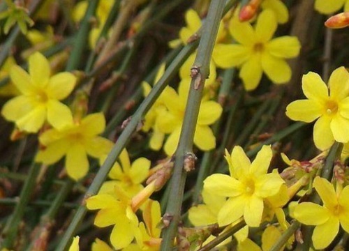 迎春花种植时间与生长周期