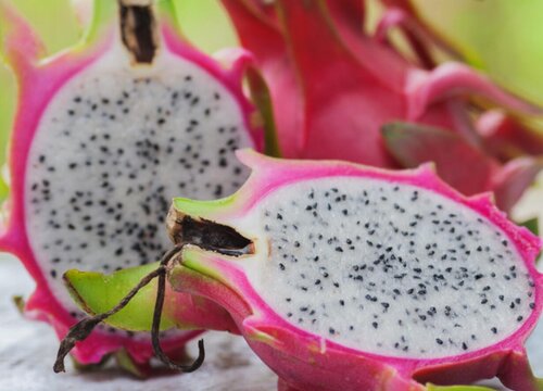 火龙果什么时候种植最好