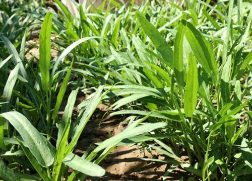 空心菜什么时候种植最好