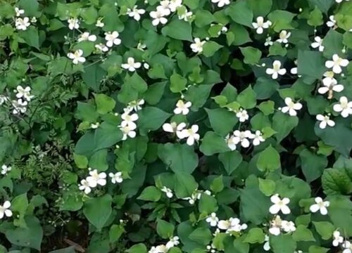 鱼腥草什么时候种植最好