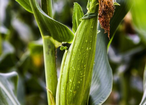 水果玉米什么时候种植最好