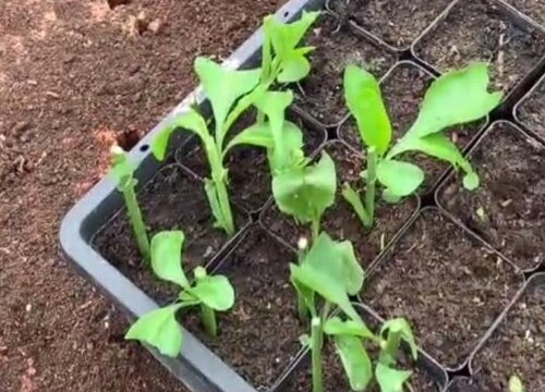 蓝雪花什么时候种植最好