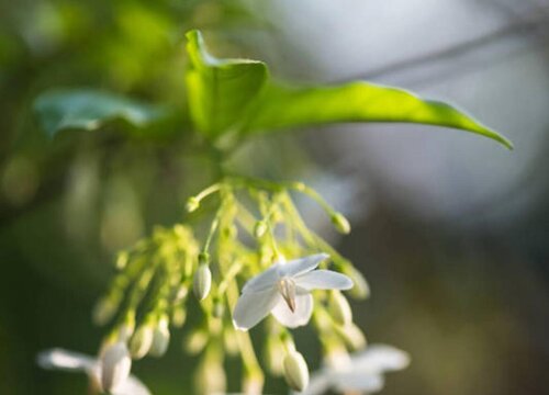 茉莉什么时候种植最好