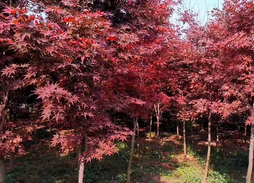 红枫什么时候种植最好