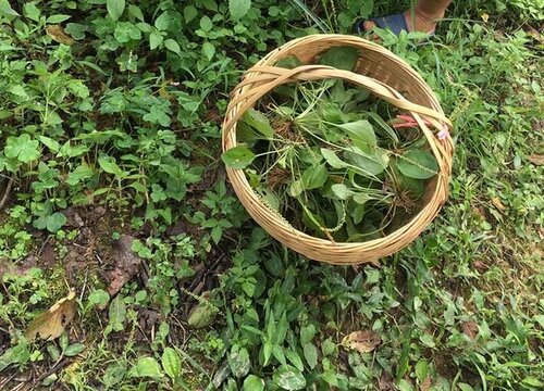 车前草什么时候种植最好