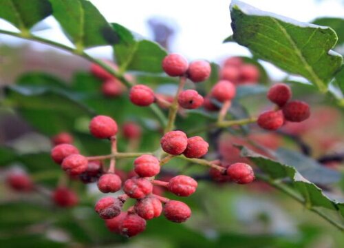 花椒什么时候种植最好