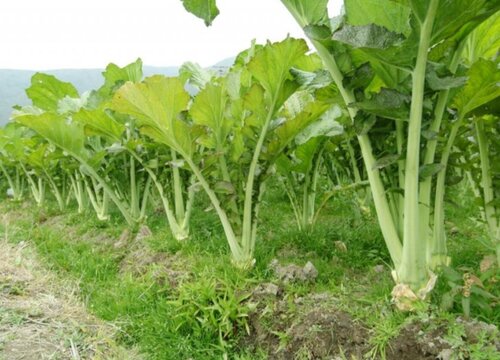 芥末什么时候种植最好 几月份种合适