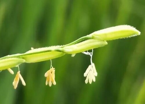 水稻是自花授粉吗