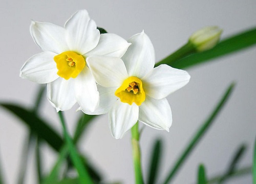 水仙花开完花怎么办