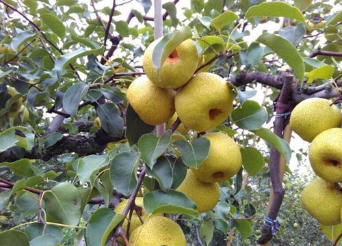 河南适合种植什么水果