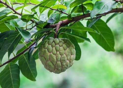 广东适合种植什么水果