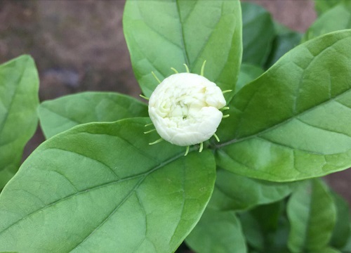 茉莉怕太阳晒吗