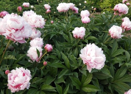 芍药什么季节种植最好