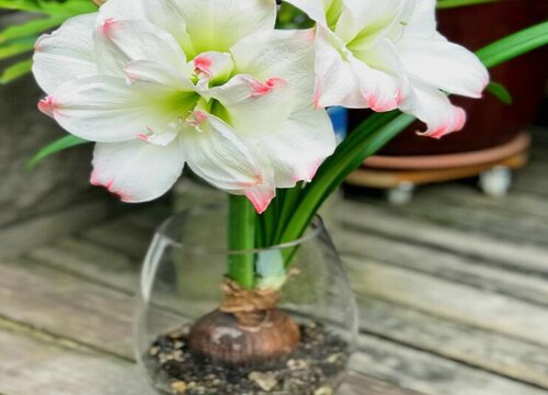 朱顶红什么季节种植好